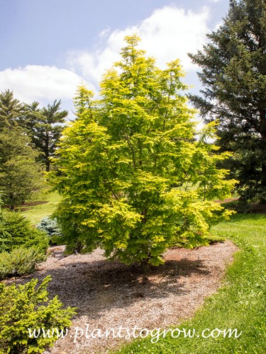 Gold Rush Dawn Redwood (Metasequoia glyptostroboides)